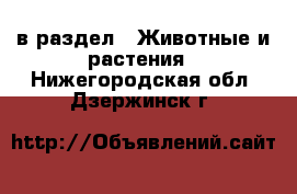  в раздел : Животные и растения . Нижегородская обл.,Дзержинск г.